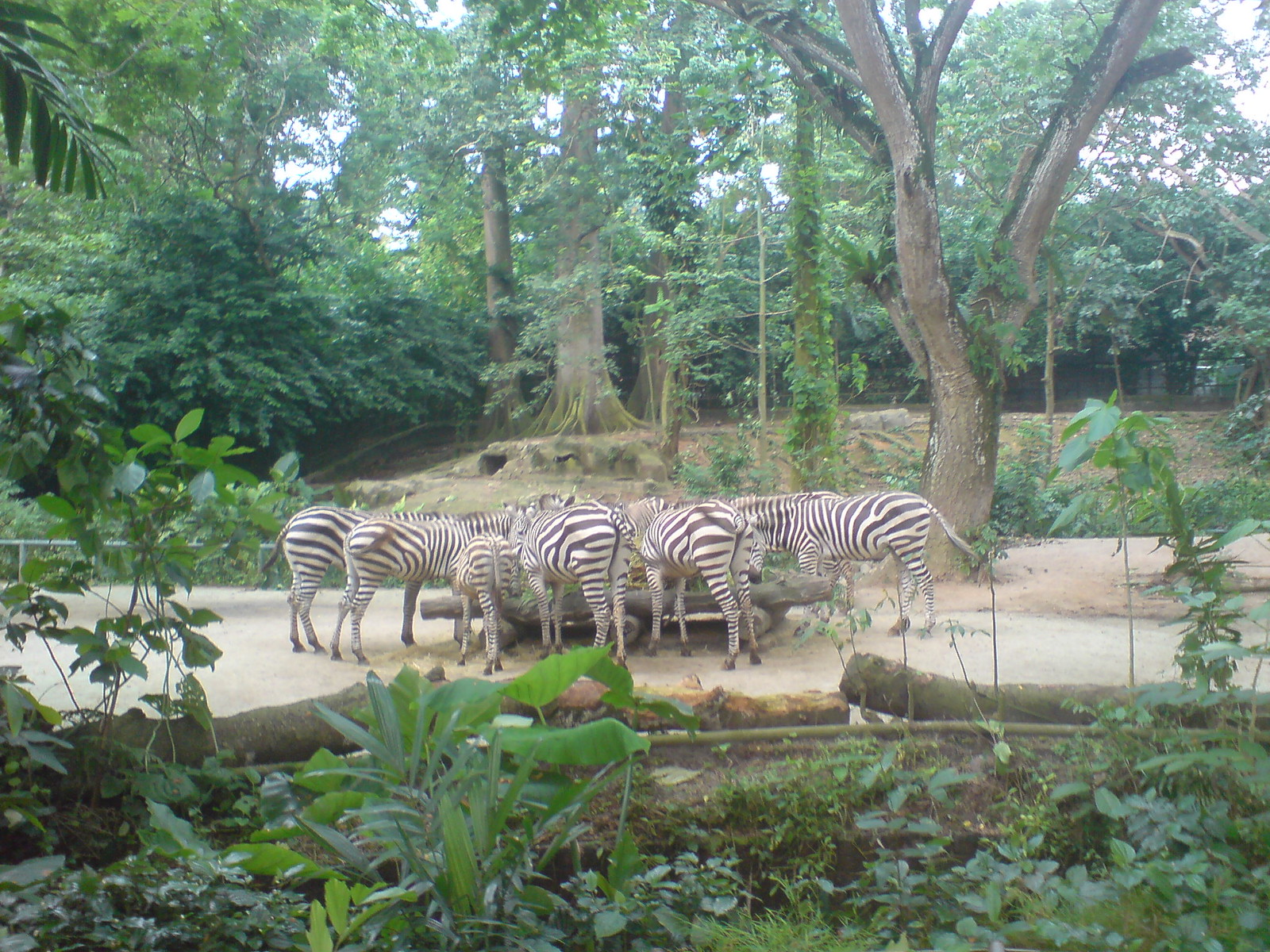 Zebras